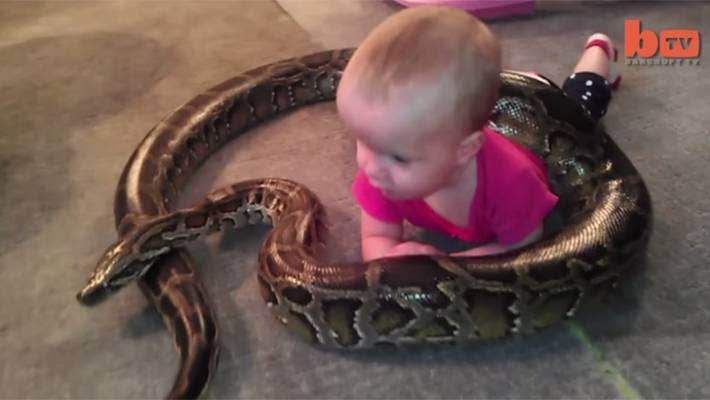 பாம்புடன் செல்லமாக விளையாடும் சிறுமி! வைரலாகும் திக் திக் காட்சிகள்