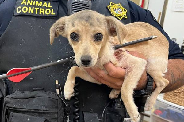 வலியால் துடித்த நாய்க்குட்டி: வெற்றிகரமாக அம்பை அகற்றிய கால்நடை மருத்துவர்கள்